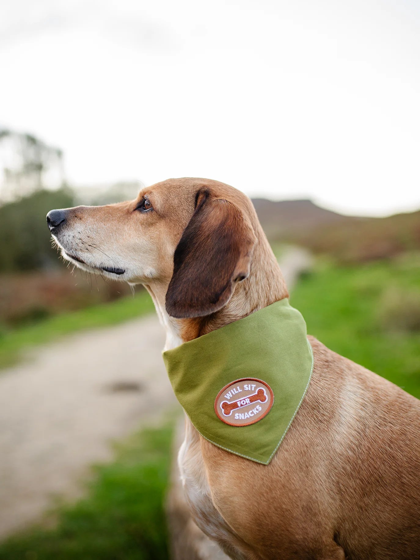 Iron-On Patch - Will Sit for snacks